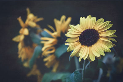 Close-up of sunflower against blurred background