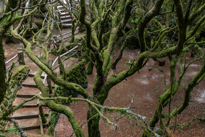 High angle view of trees growing in forest