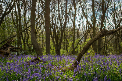 View of purple flowering plants in forest