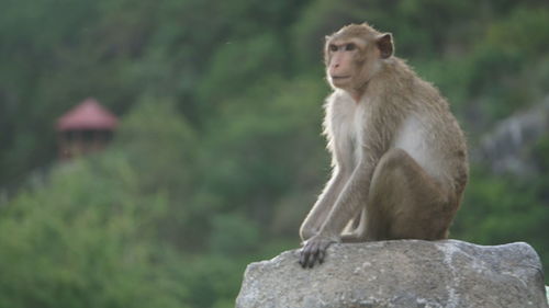 Lion looking away while sitting on rock