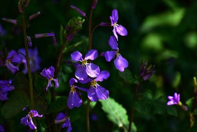 Close-up of purple flowering plant