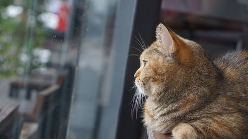 Close-up of a cat looking away