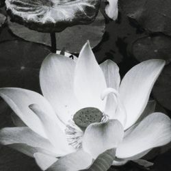 Close-up of white flower
