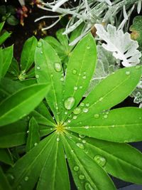 Close-up of wet plant leaves during rainy season