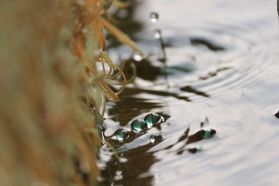 Close-up of turtle in water