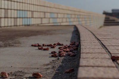 Close-up of dry leaf on footpath