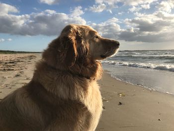 Dog looking away on beach