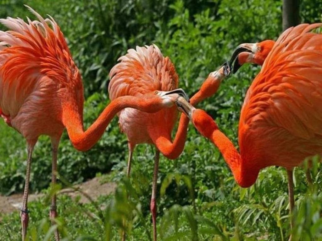 animal themes, flamingo, bird, orange color, animals in the wild, wildlife, nature, grass, focus on foreground, red, beauty in nature, field, growth, close-up, plant, day, outdoors, no people, beak, two animals