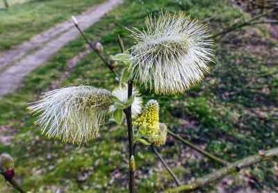 Close-up of flower against blurred background
