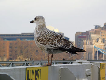 Close-up of seagull perching on railing against sky