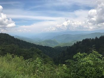 Scenic view of forest against sky