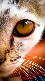 Close-up portrait of cat