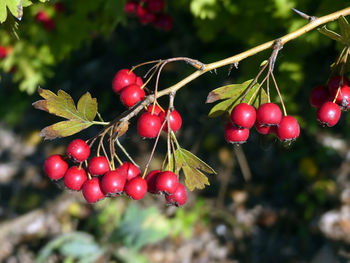 Close-up of red berries growing on tree