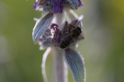 Close-up of flower against blurred background