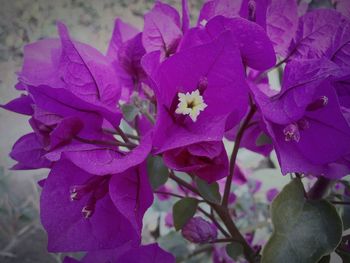 Close-up of flowers