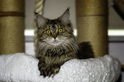 Close-up portrait of a cat