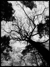 Low angle view of bare trees against sky