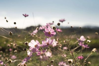 Close-up of pink flowering plants on field