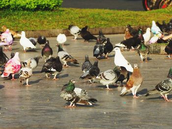 Birds perching on riverbank
