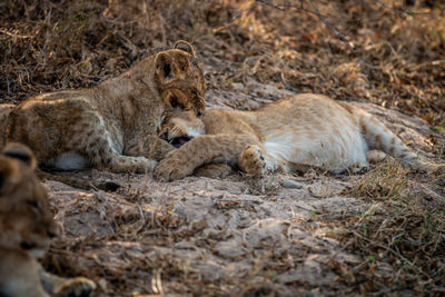 Two Lion cubs