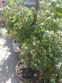 Plants growing in pond