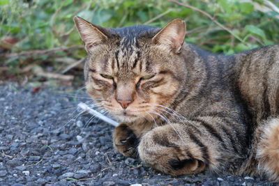 Close-up portrait of cat relaxing outdoors