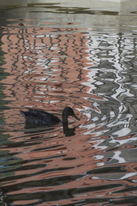 High angle view of ducks swimming in lake