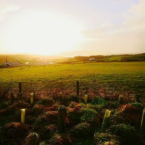 Scenic view of agricultural field against sky during sunset