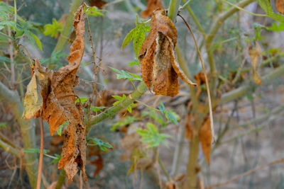 Close-up of leaves on field