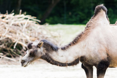 Close-up of a horse on field