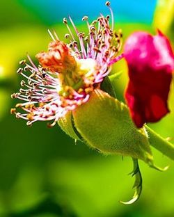 Close-up of pink flowers