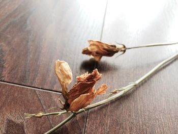 Close-up of dry leaves