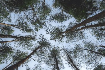 Low angle view of trees against sky