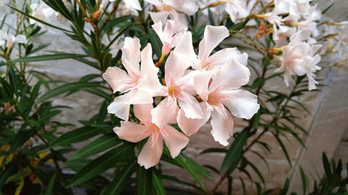 Close-up of white flowers blooming outdoors