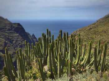 Close-up of cactus in sea against sky