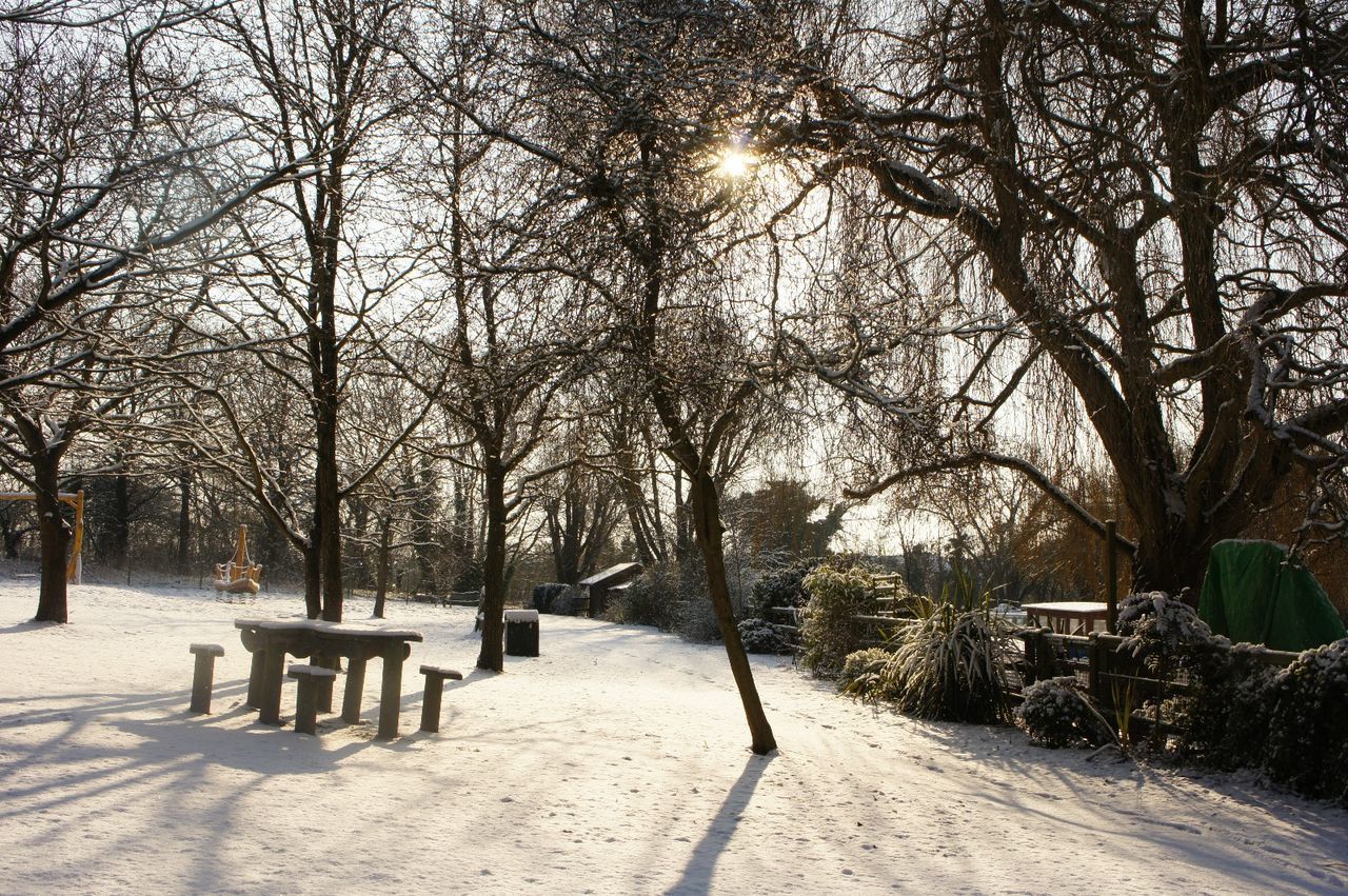 snow, winter, cold temperature, tree, bare tree, nature, outdoors, sunlight, day, frozen, tranquility, branch, no people, beauty in nature, landscape, scenics, sky