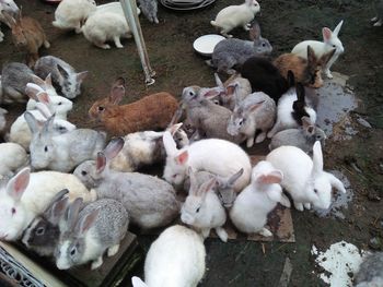 High angle view of rabbits on sand