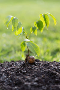 Close-up of lizard on land