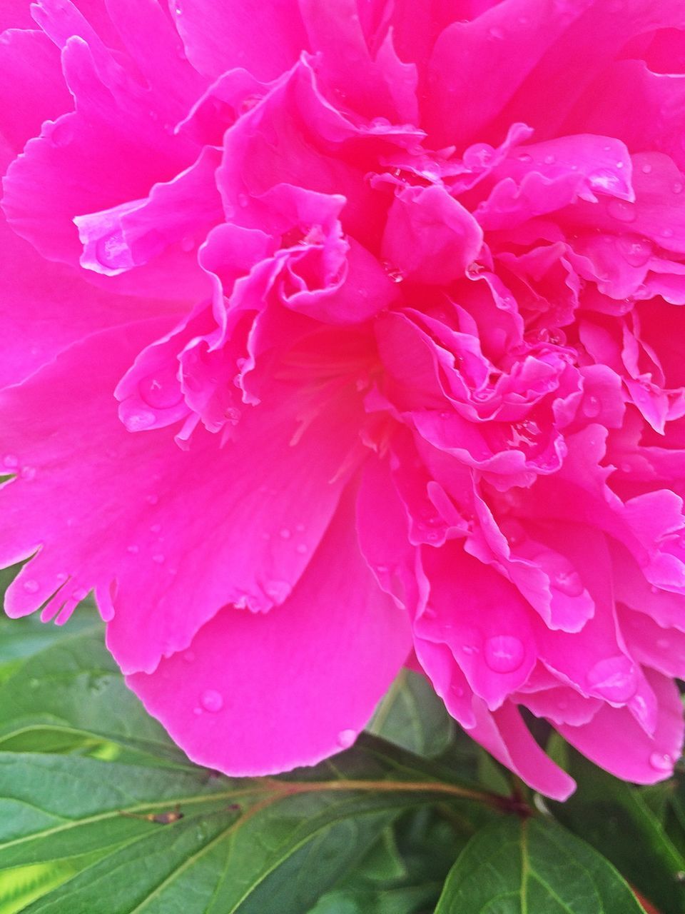 flower, freshness, petal, fragility, growth, flower head, pink color, beauty in nature, close-up, nature, blooming, plant, pink, in bloom, blossom, leaf, single flower, outdoors, focus on foreground, day