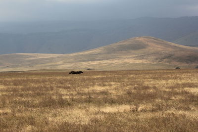 View of horse on field against mountain