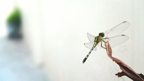 Close-up of insects on white surface