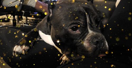 Close-up portrait of black dog in water