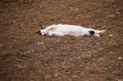 Cat resting on a field