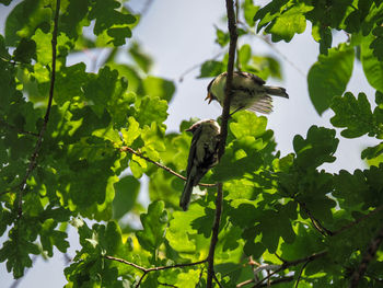 Low angle view of bird perching on tree
