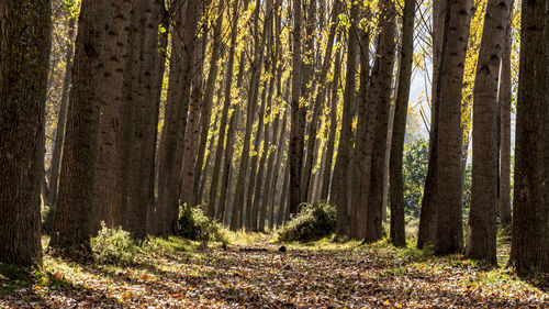 Trees in forest