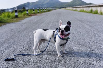 Portrait of a dog on road