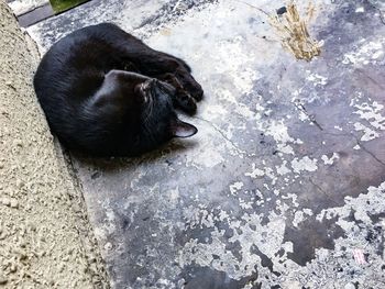 High angle view of black cat relaxing outdoors