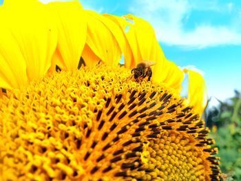 View of bee on sunflower
