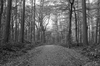 Scenic view of forest