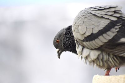 Close-up of pigeon